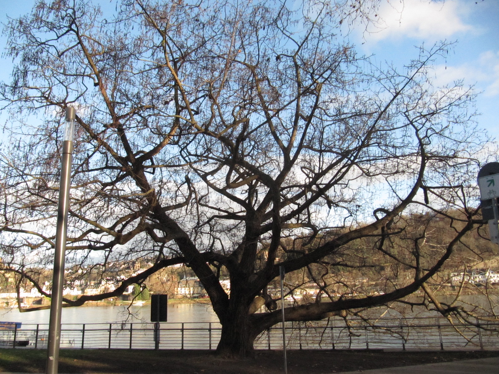 Pterocarya fraxinifolia - Koblenz - Jan. 2023