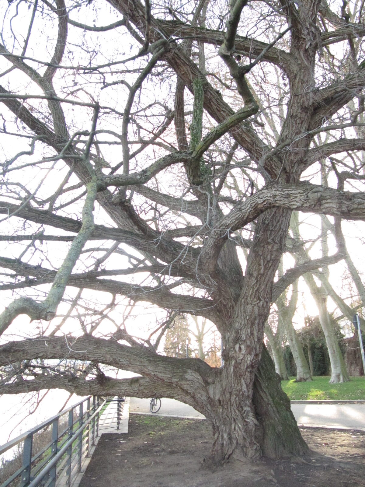 Pterocarya fraxinifolia - Koblenz - Jan. 2023