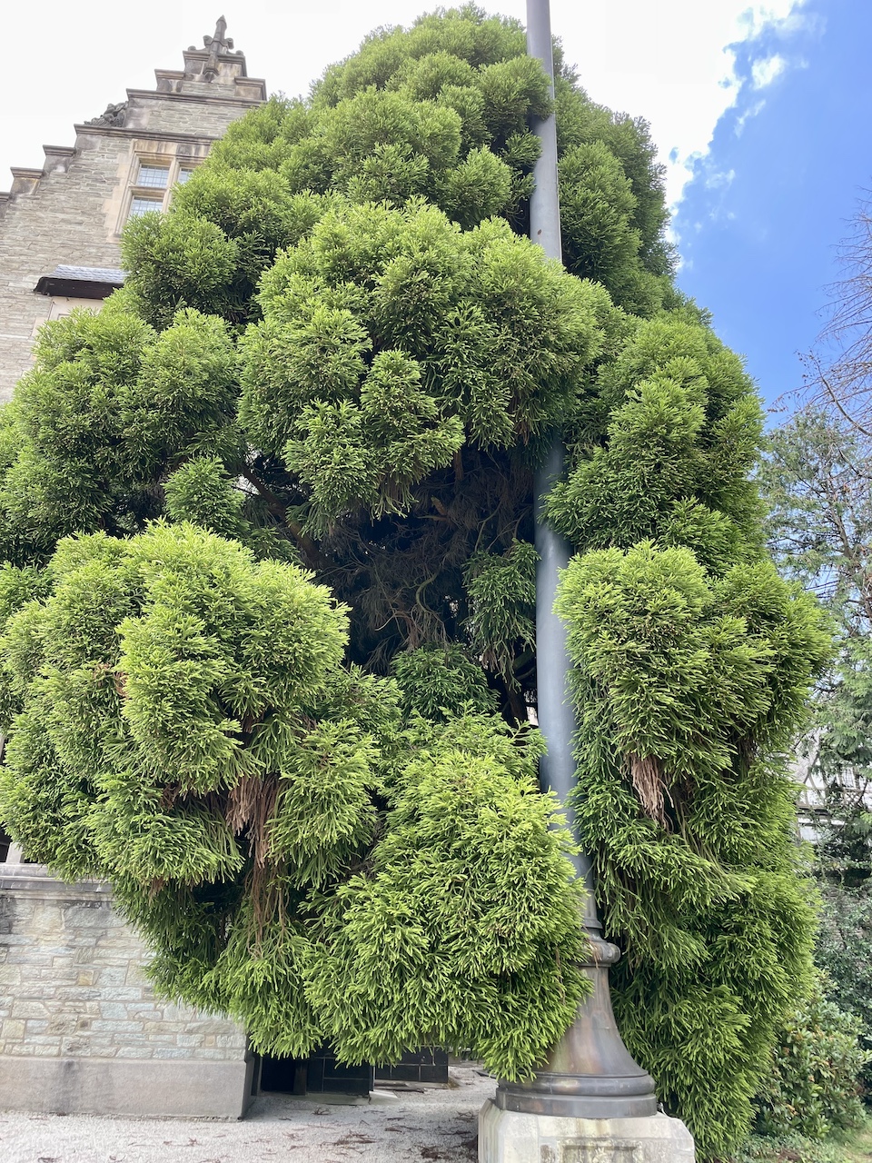 Cryptomeria japonica 'Spiralis' - Kronberg im Taunus - Juni 2023