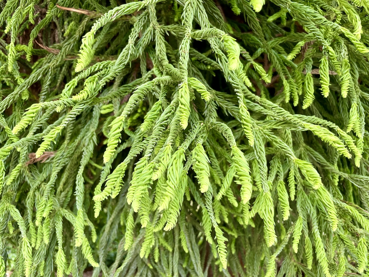 Cryptomeria japonica 'Spiralis' - Kronberg im Taunus - Juni 2023
