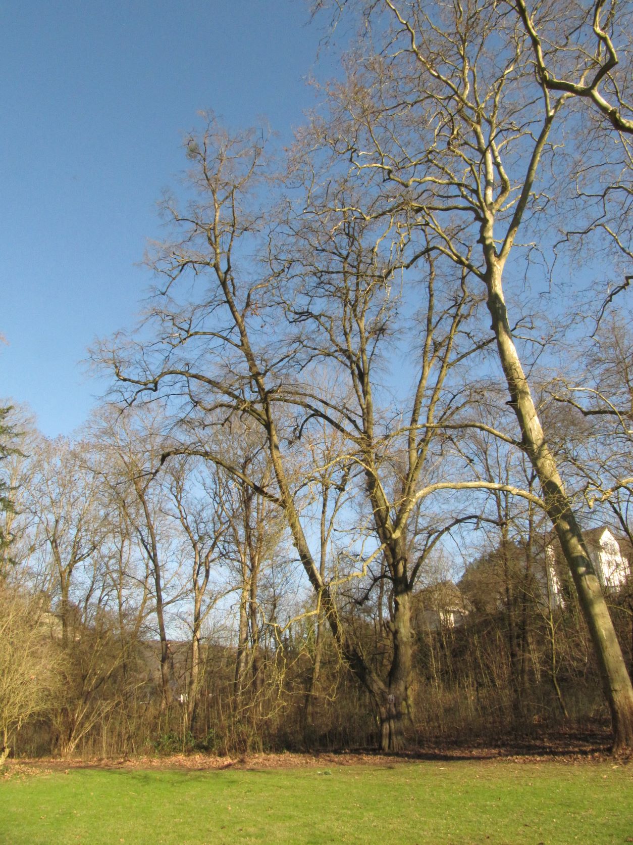 Tilia tomentosa