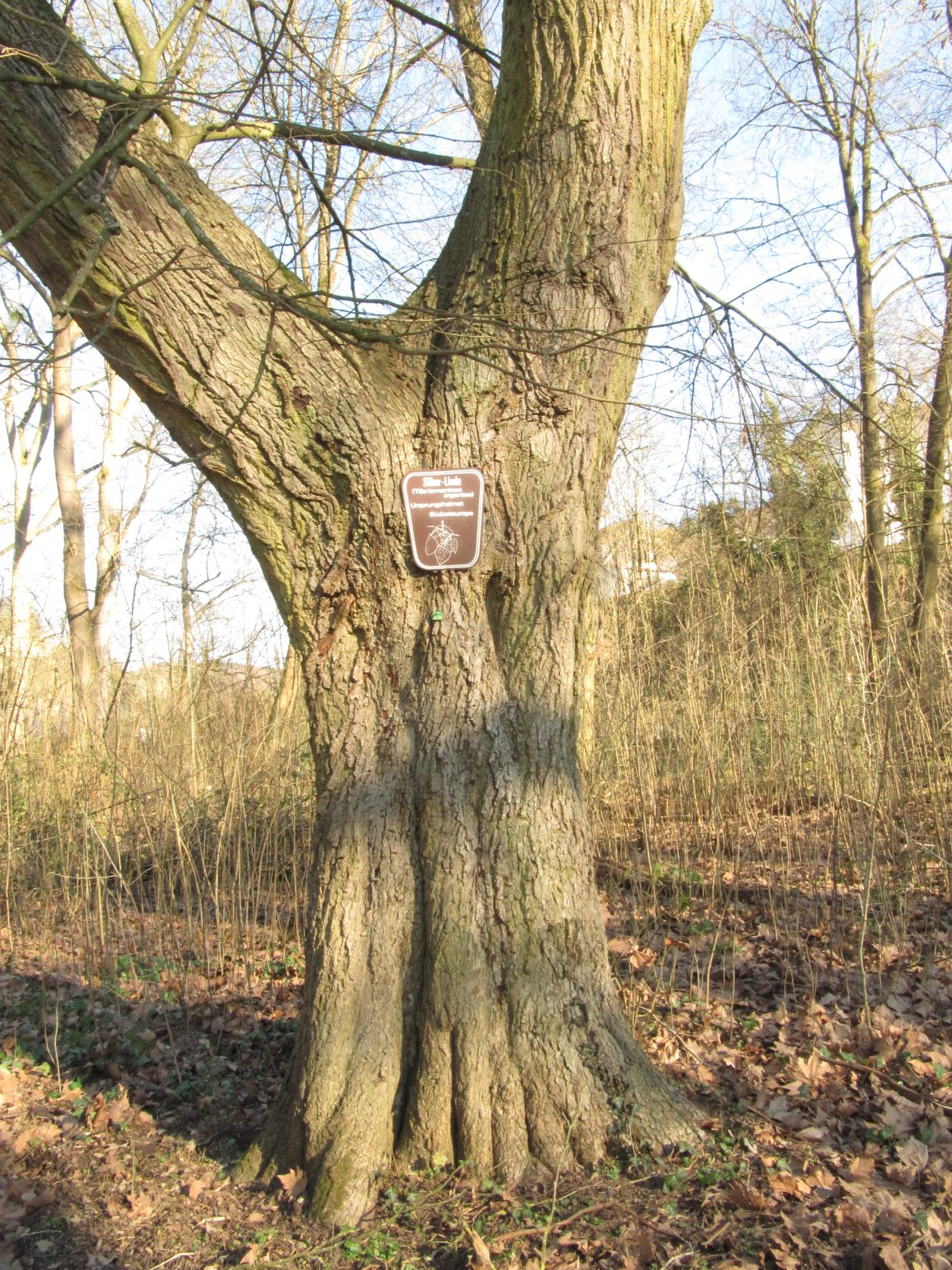 Tilia tomentosa - Sayn - März 2022