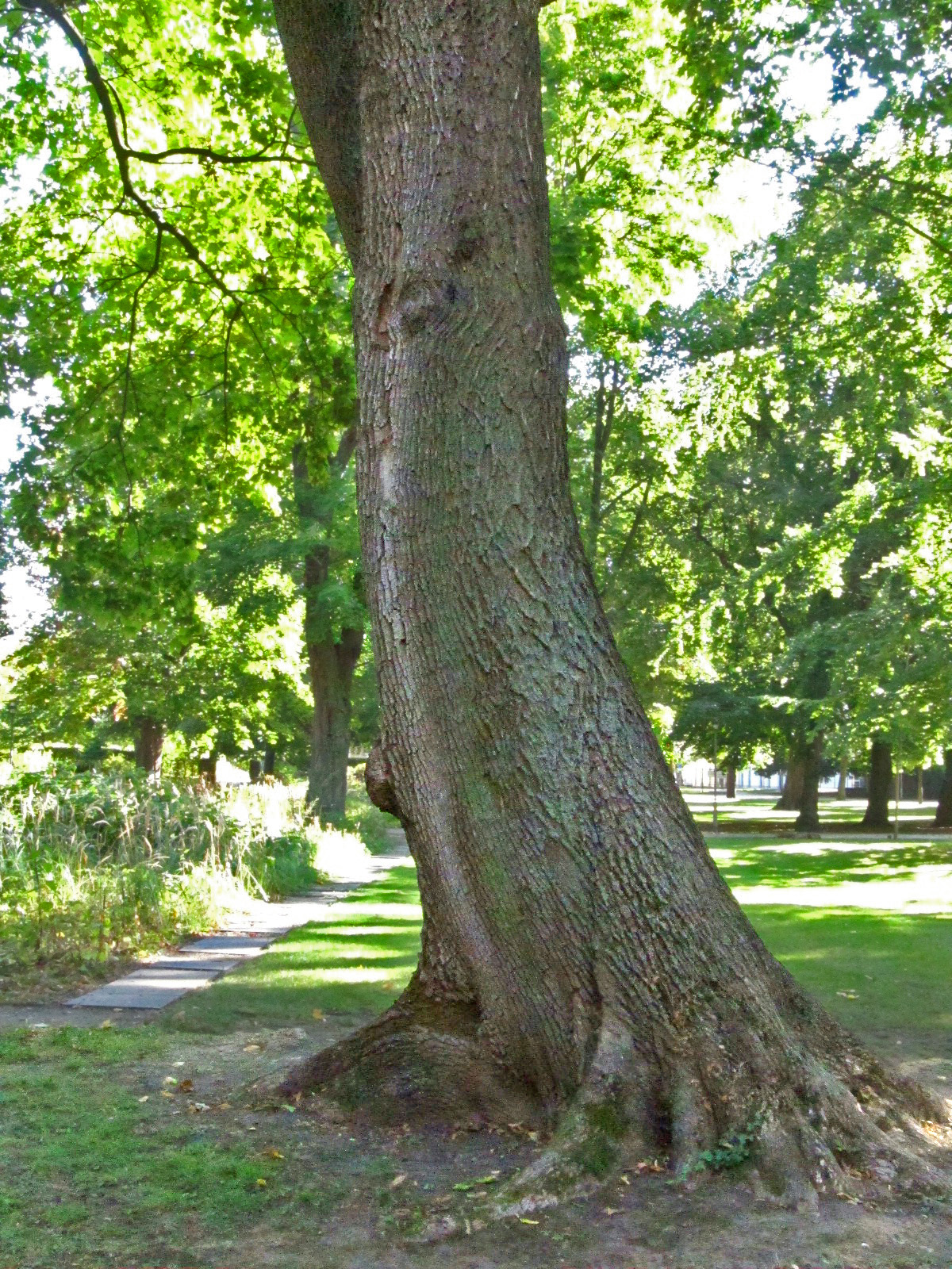 Acer platanoides - Aschersleben - Okt. 2025