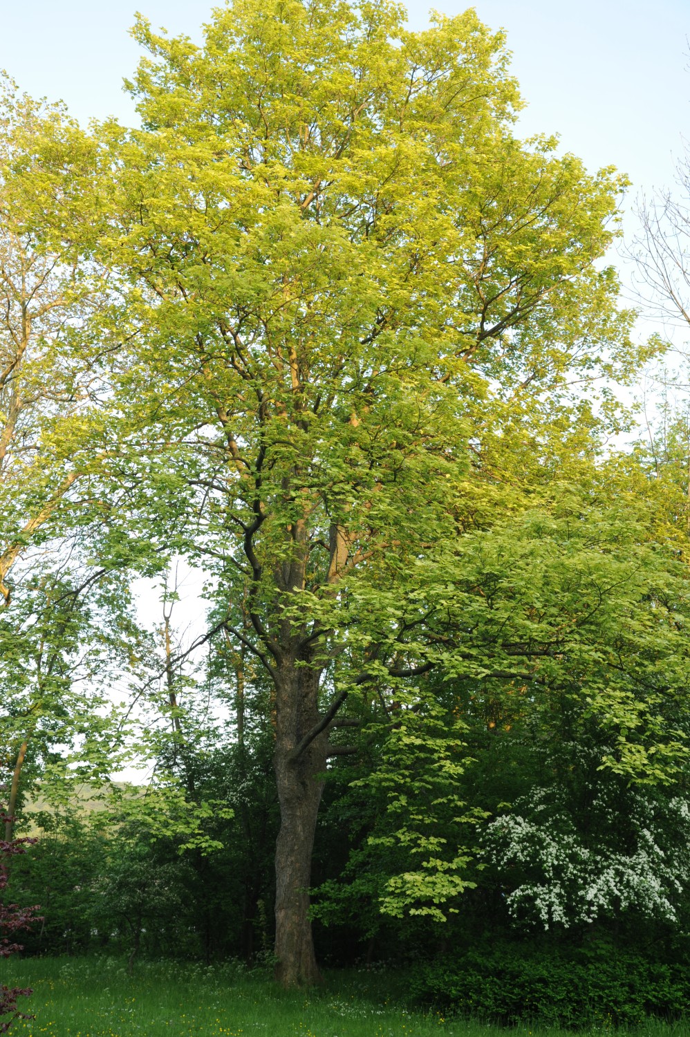 Acer pseudoplatanus 'Leopoldii' - Wernigerode - 2014