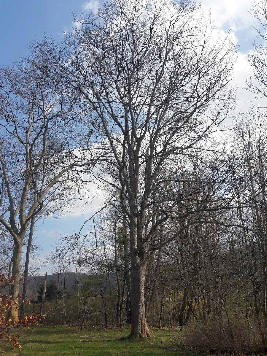 'Leopoldii' Acer pseudoplatanus