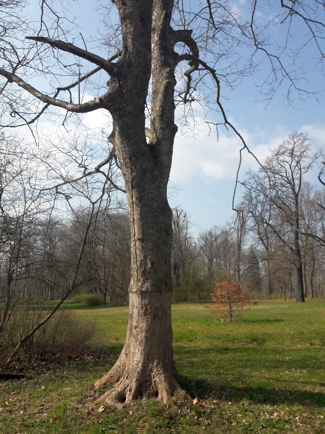 Acer pseudoplatanus 'Leopoldii' - Wernigerode