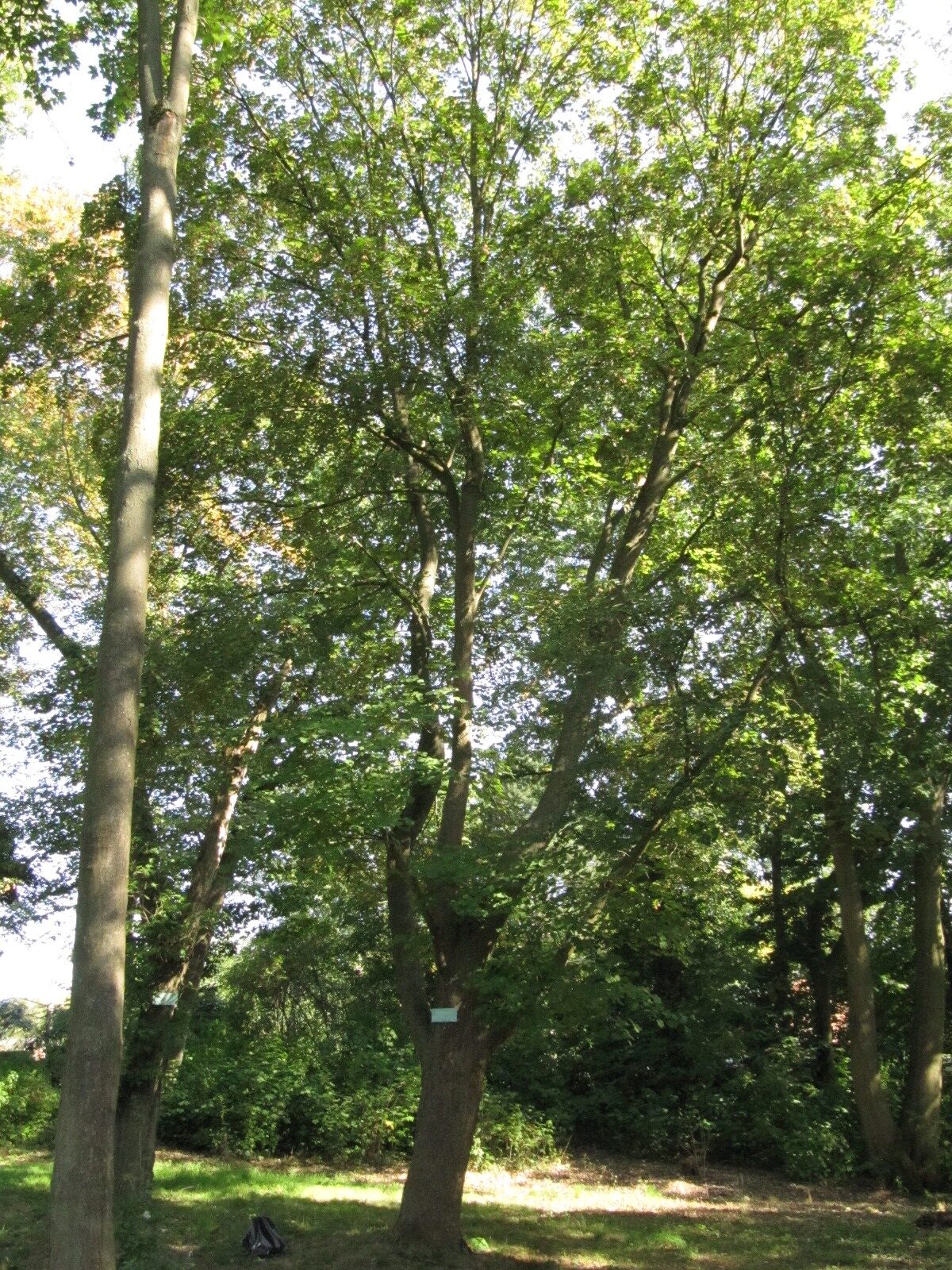 Acer opalus subsp. opalus