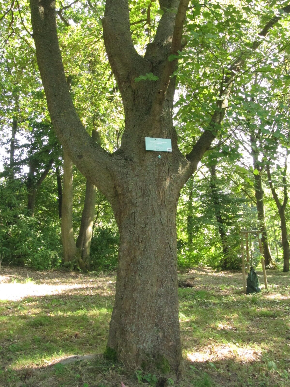 Acer opalus subsp. opalus - Nordhausen - September 2023