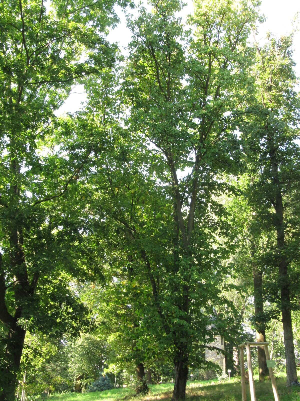 Malus tschonoskii