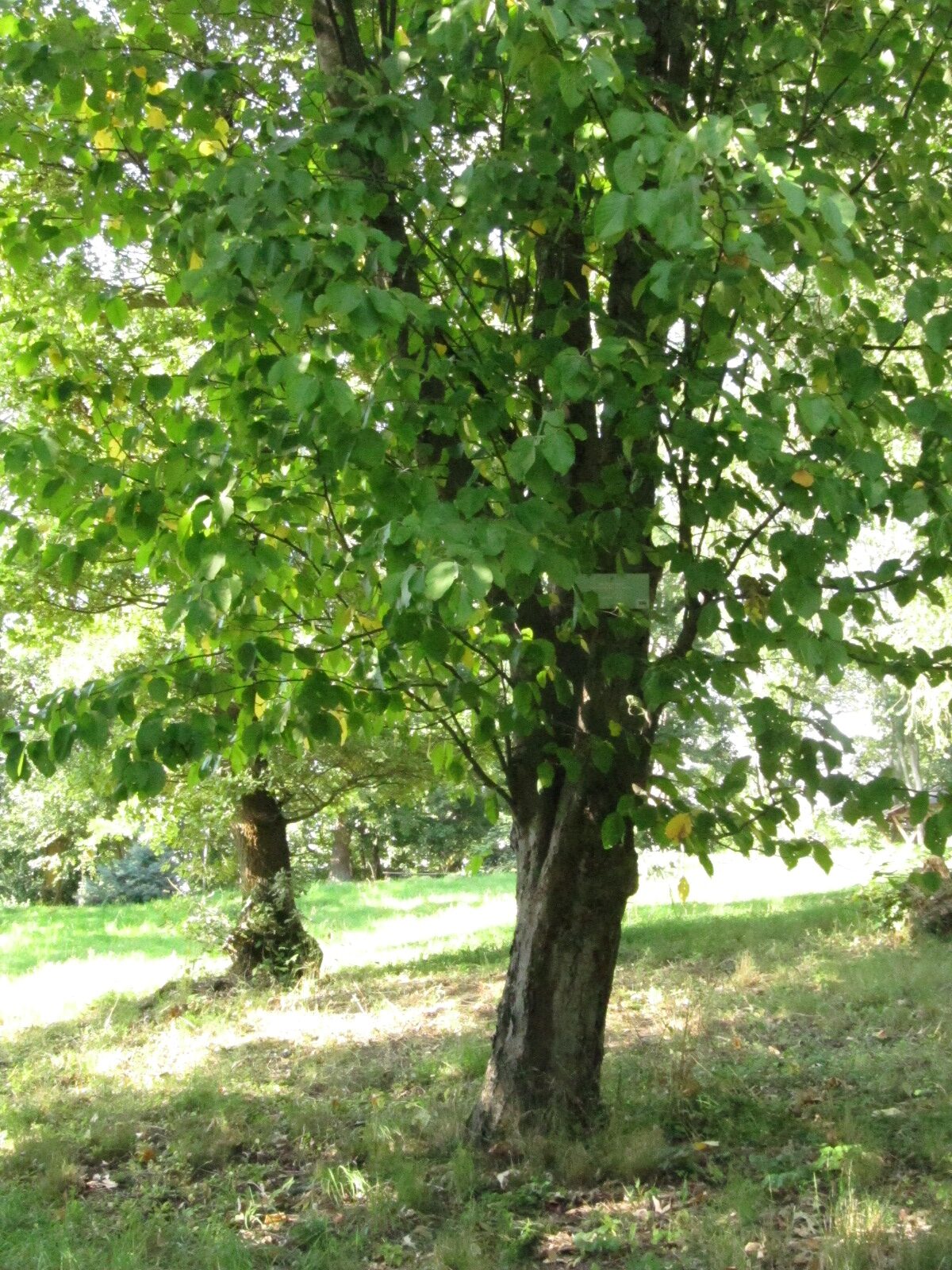 Malus tschonoskii - Nordhausen - September 2023