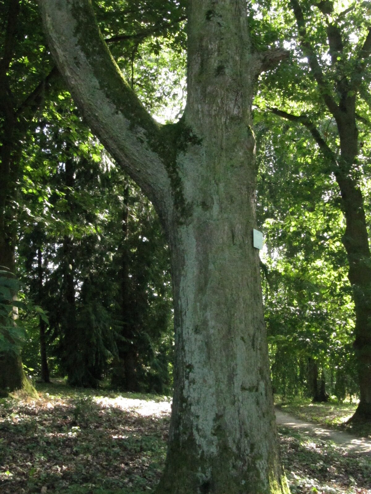 latifolia Sorbus