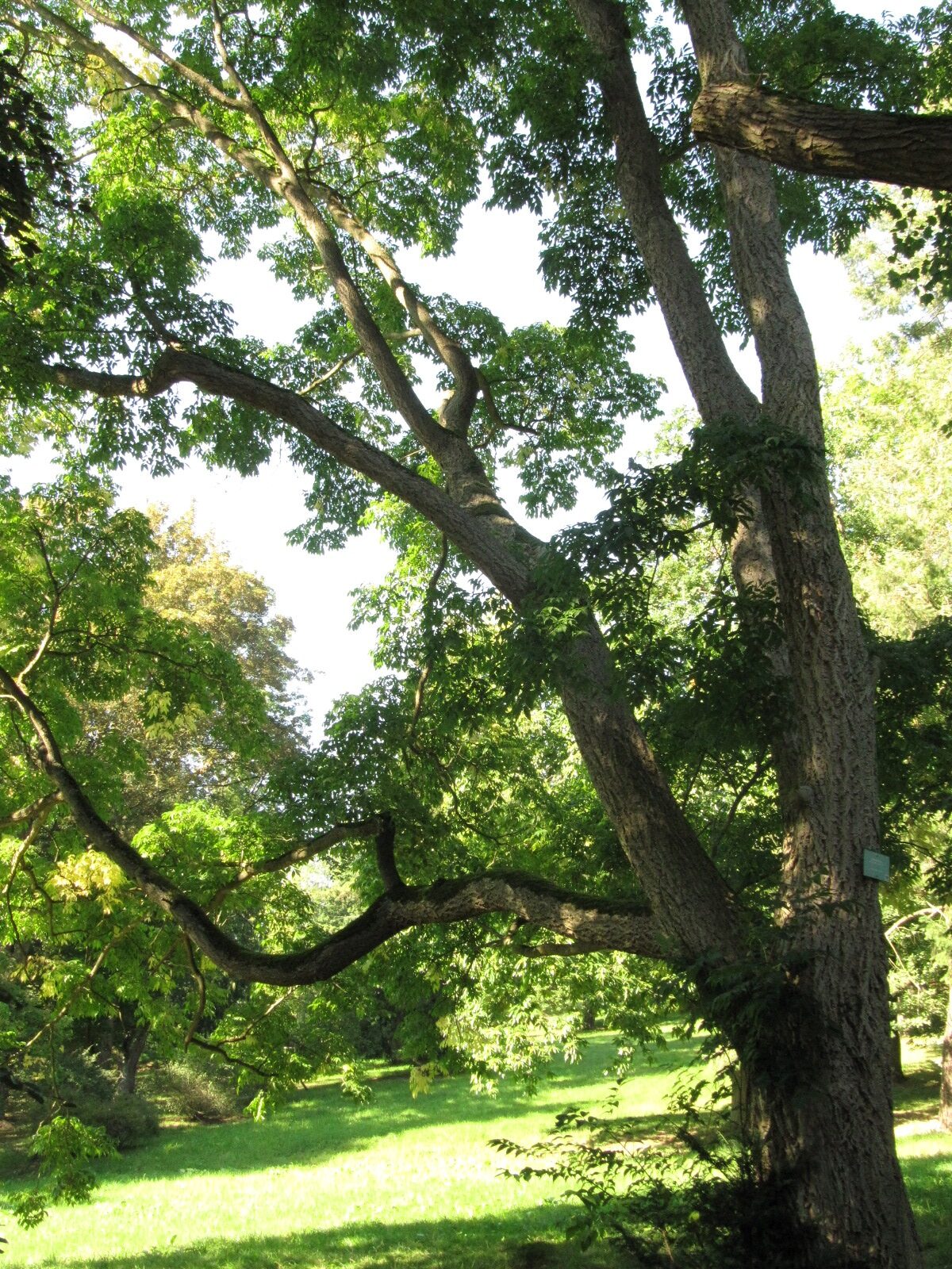 amurense Phellodendron