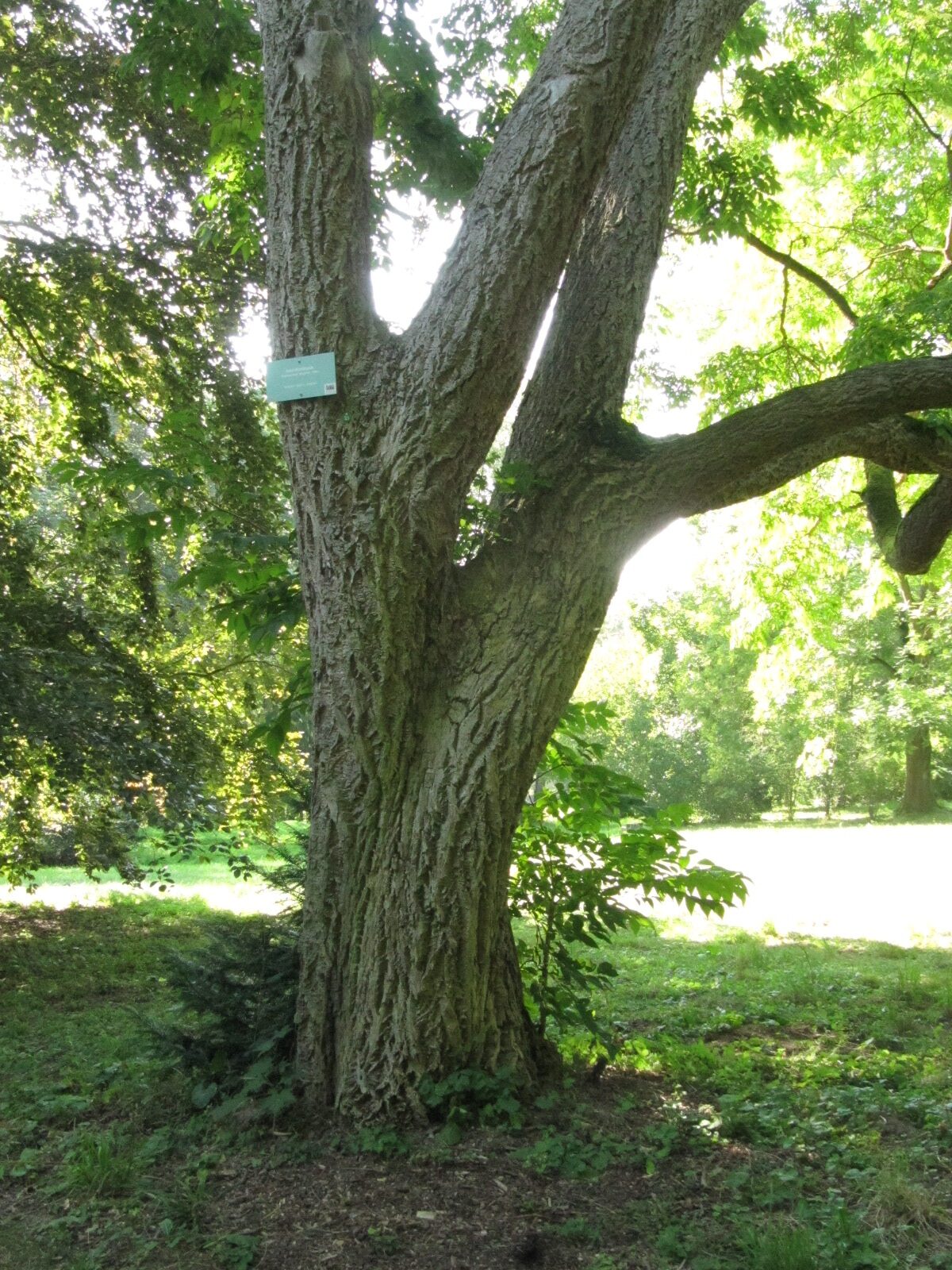 Phellodendron amurense - Nordhausen - September 2023
