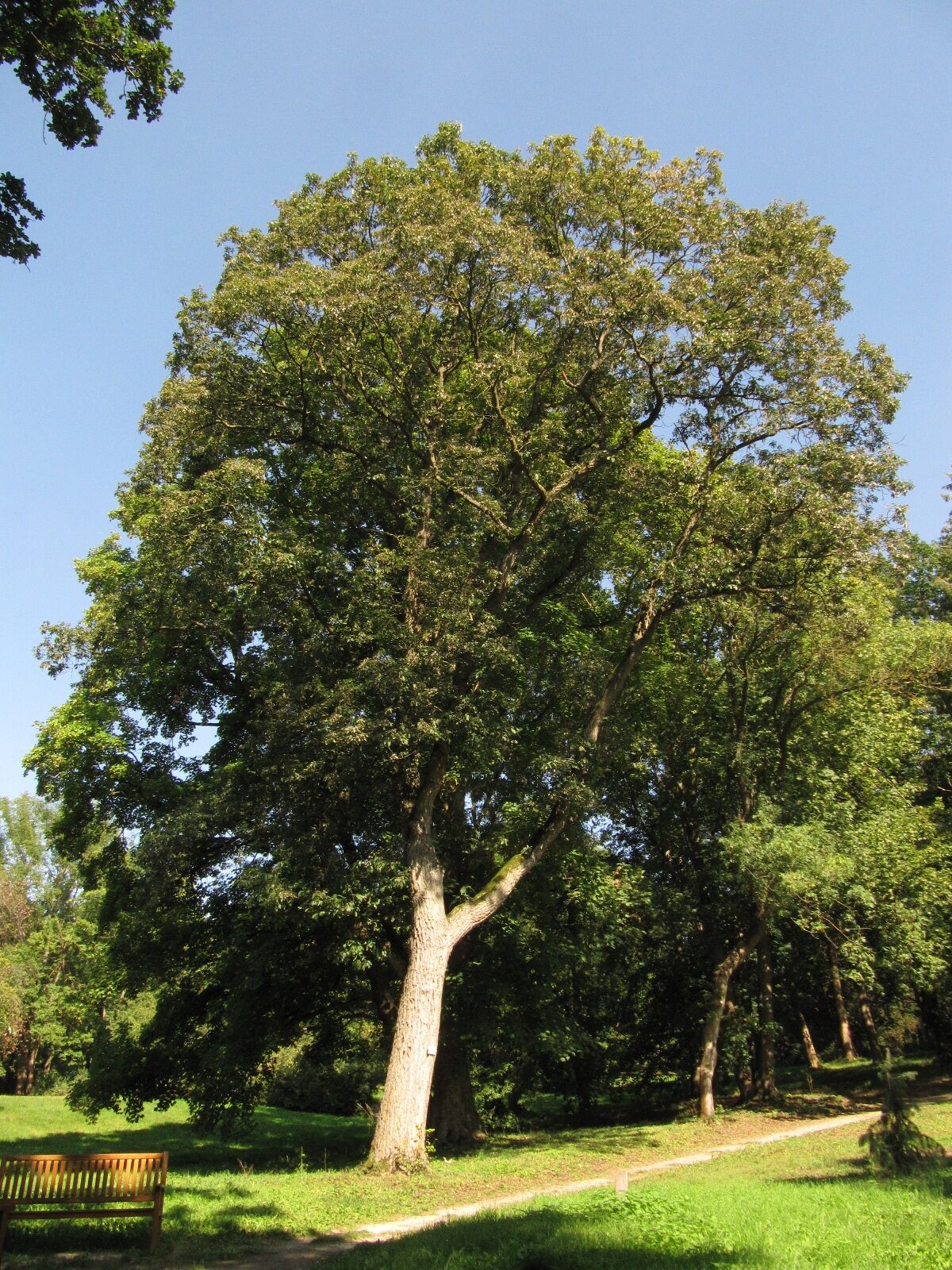montana Quercus