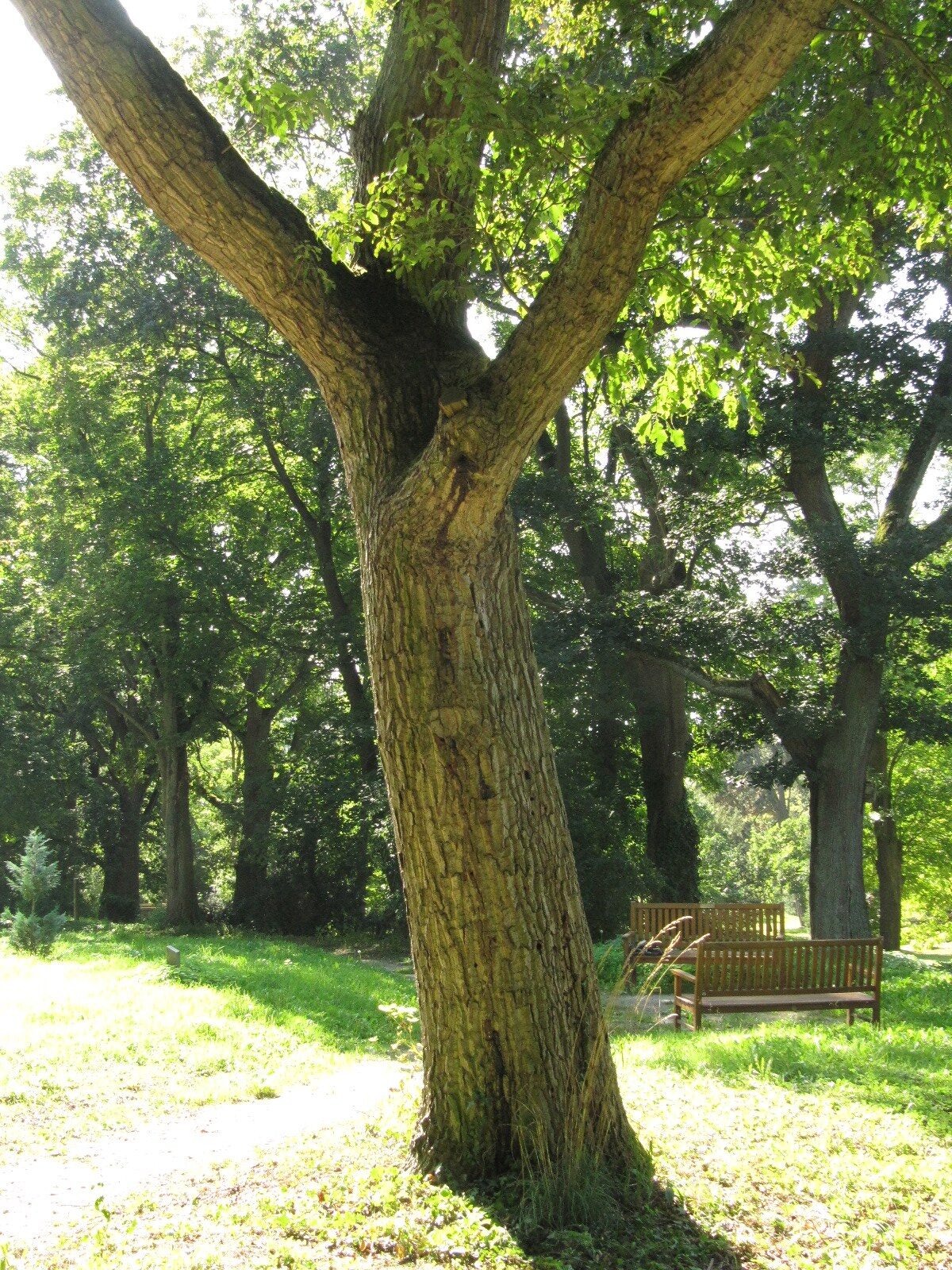 Quercus montana - Nordhausen - September 2023