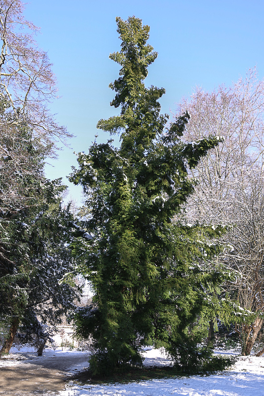 Torreya nucifera - Potsdam - Dez. 2022