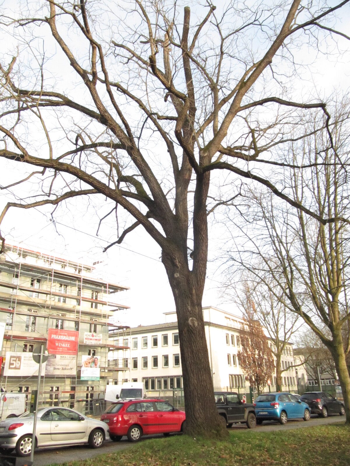 Juglans nigra - Bonn - Febr. 2023