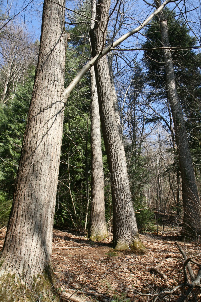Castanea sativa