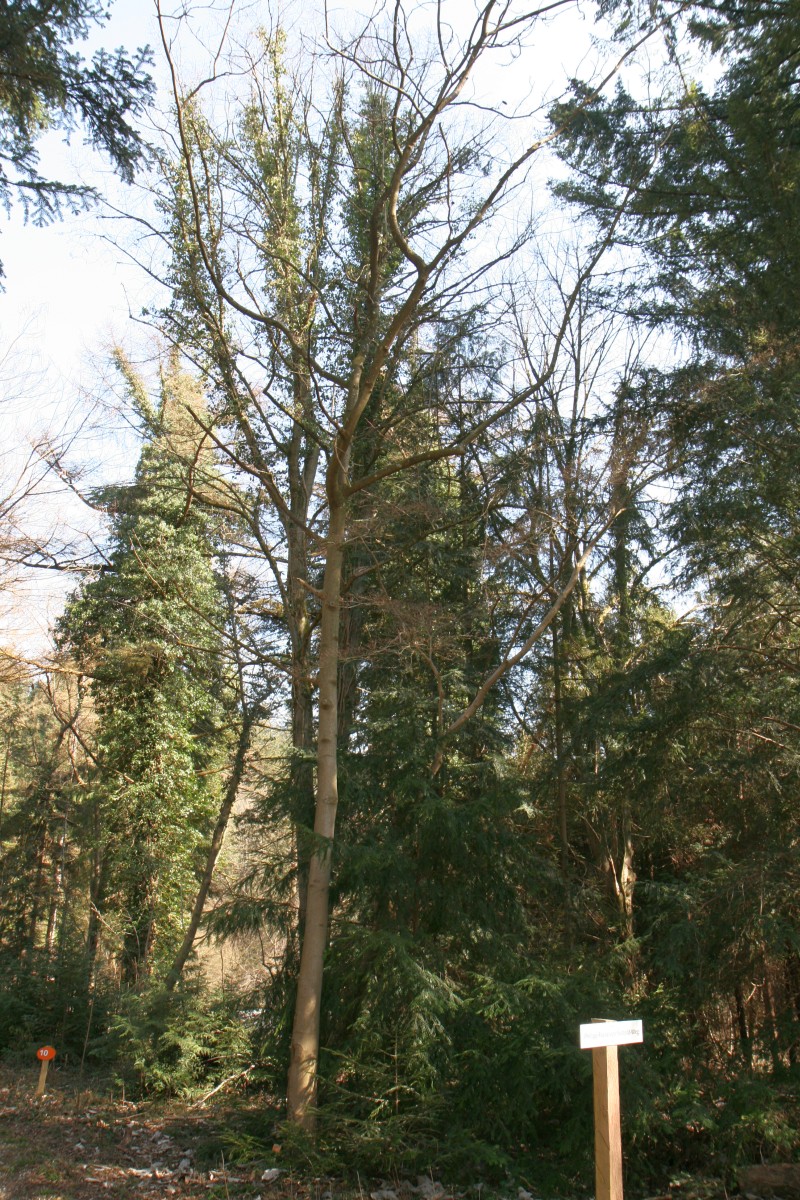 Magnolia obovata