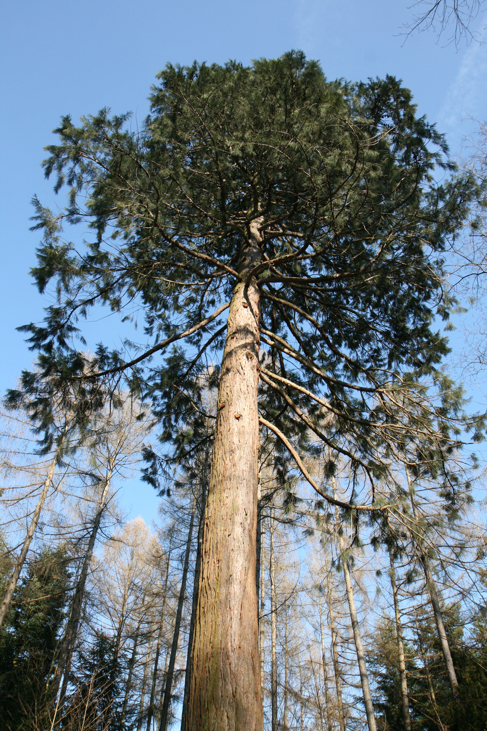 Sequoiadendron giganteum - Grafrath - März 2019