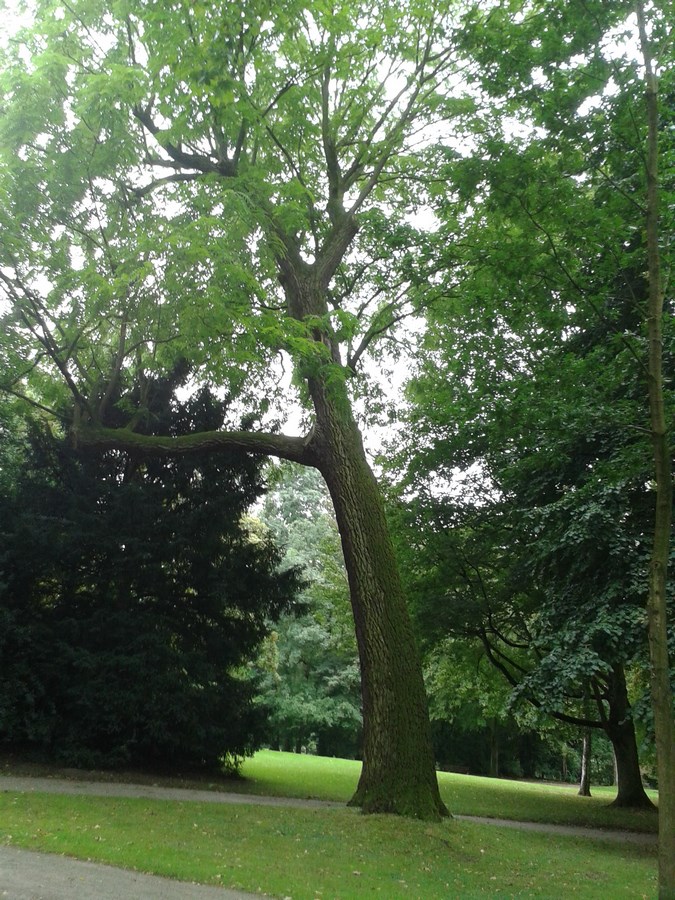 Juglans nigra
