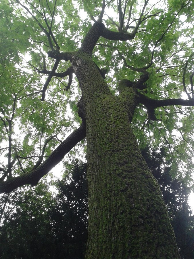 Juglans nigra - Moers - August 2016