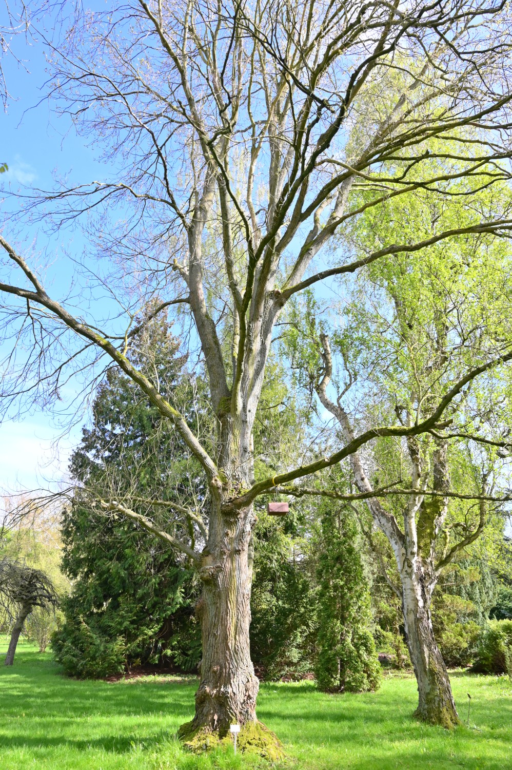 'Exoniensis' glabra Ulmus