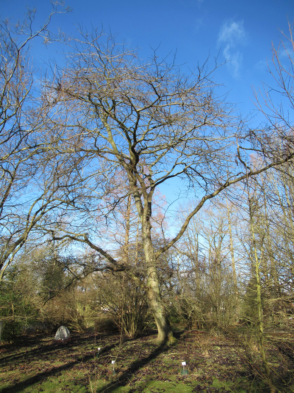 Gleditsia japonica var. delavayi