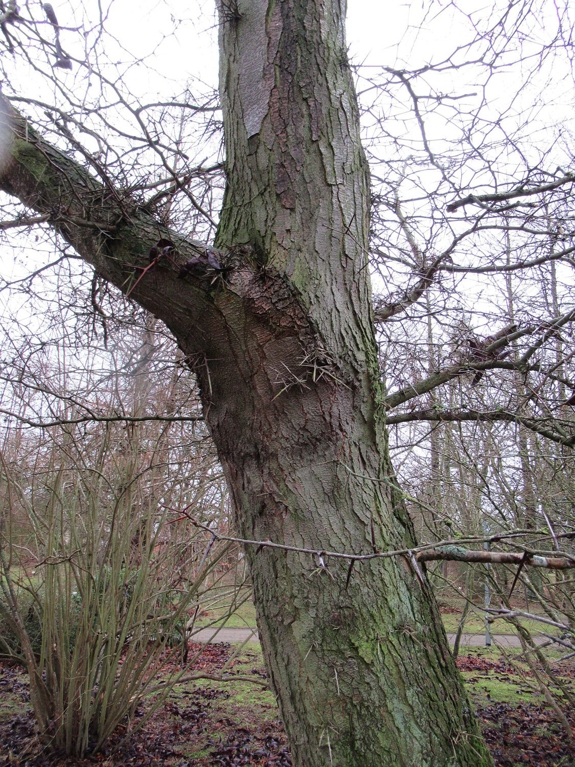 Gleditsia japonica var. delavayi, Rinde - Greifswald - Febr. 2024