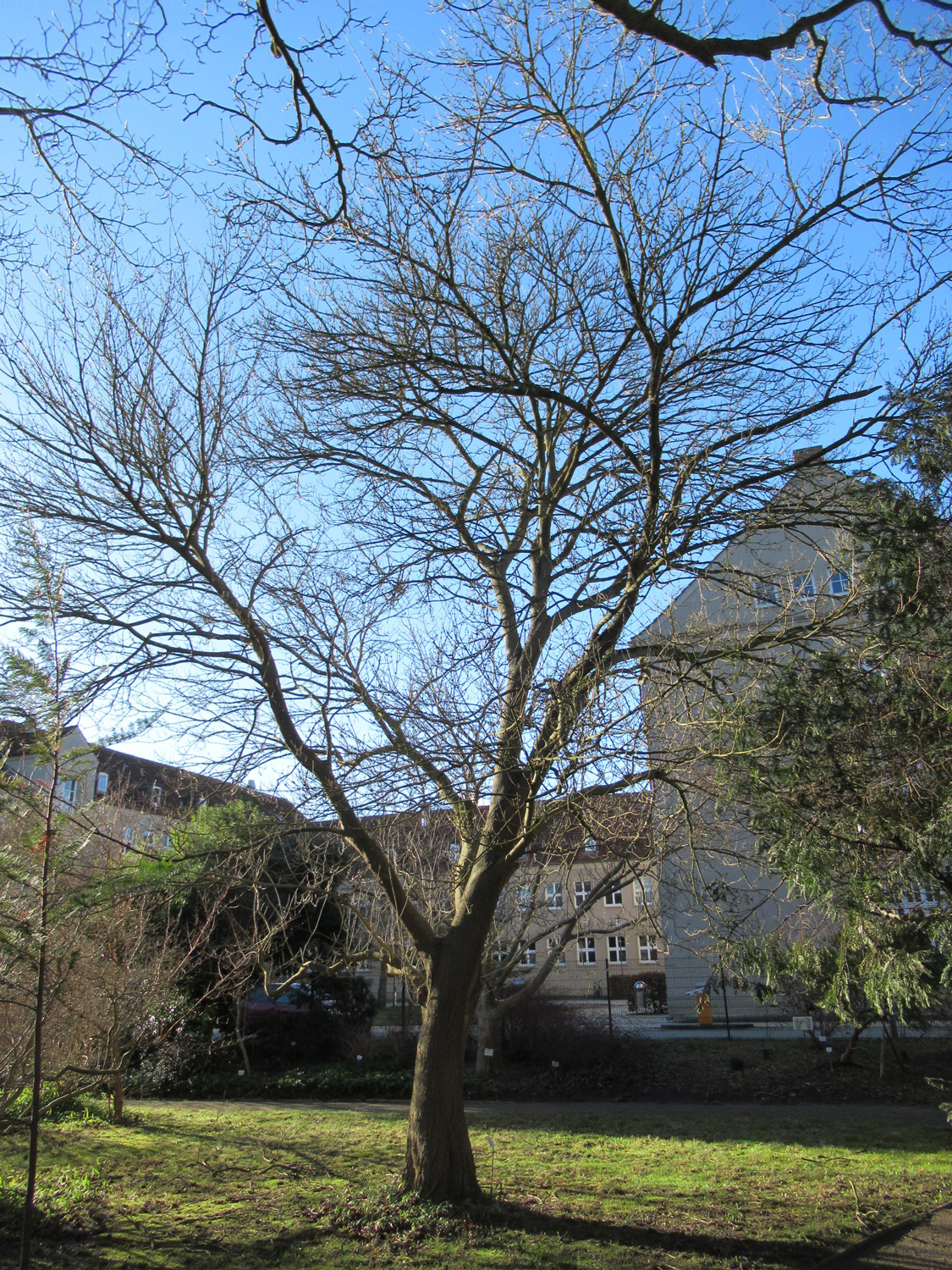chinensis Fraxinus subsp. rhynchophylla