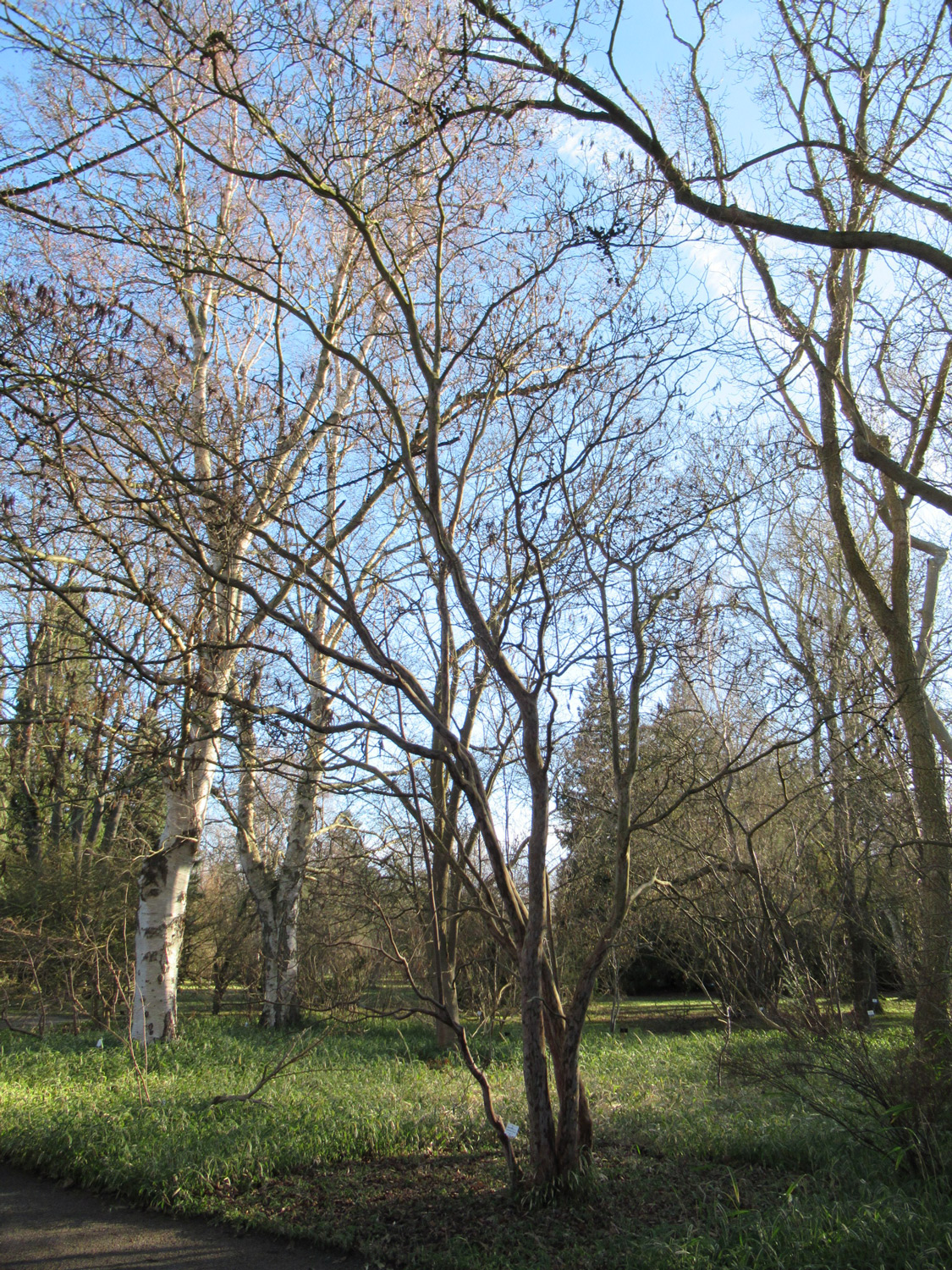barbinervis Clethra