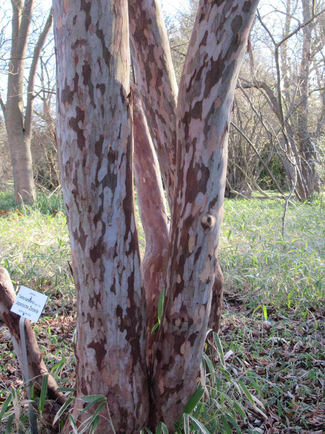 Clethra barbinervis, Rinde - Greifswald - Febr. 2024