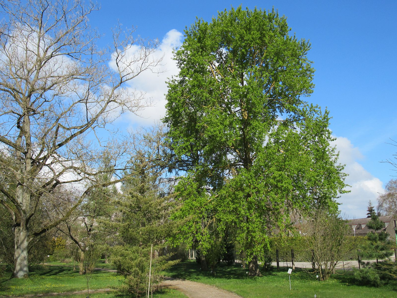 Populus suaveolens
