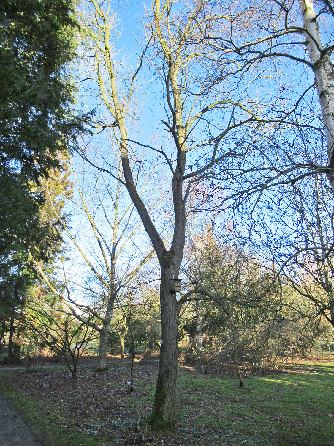 × erubescens Catalpa var. japonica
