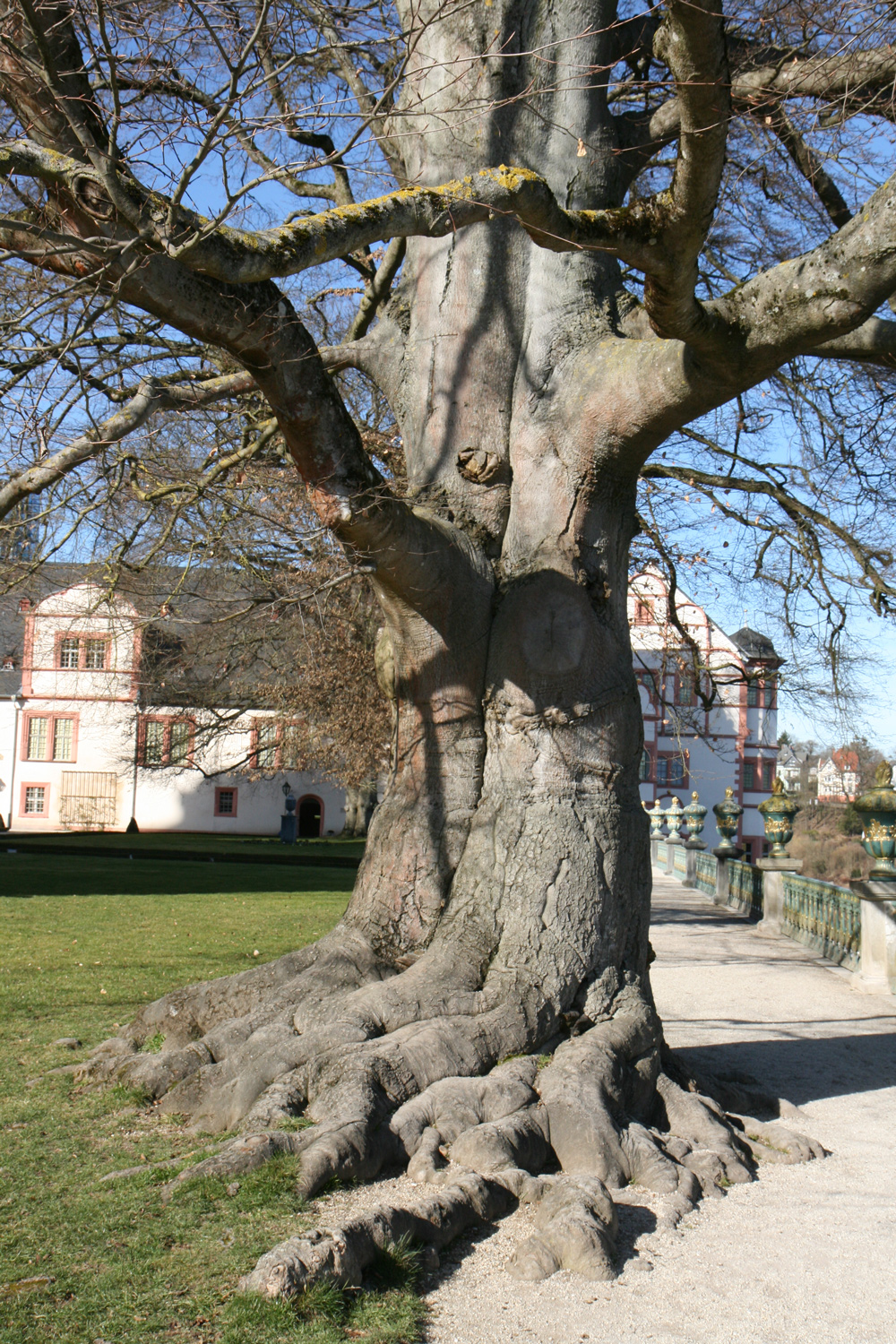 Blut-Buche - Schloss Weilburg - Juli 2021