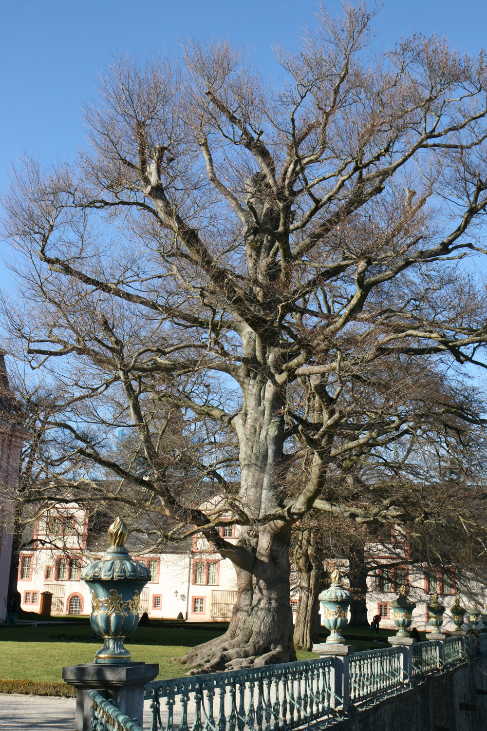 Blut-Buche - Schloss Weilburg - Febr. 2019