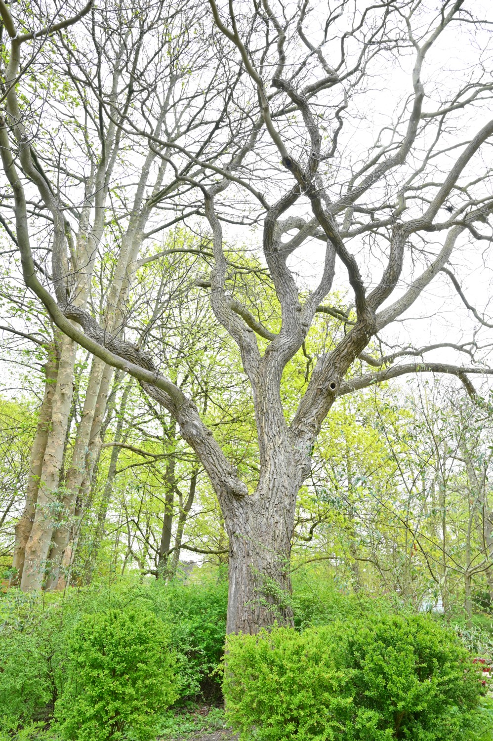 Juglans regia