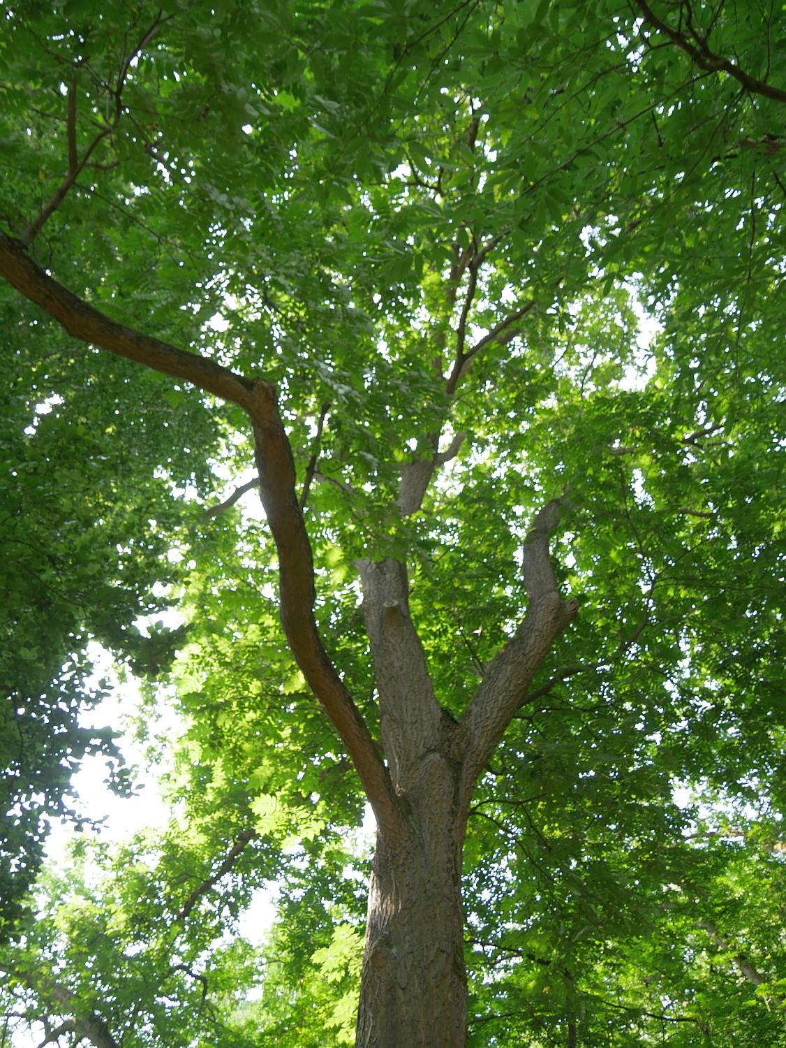 × bixbyi Juglans