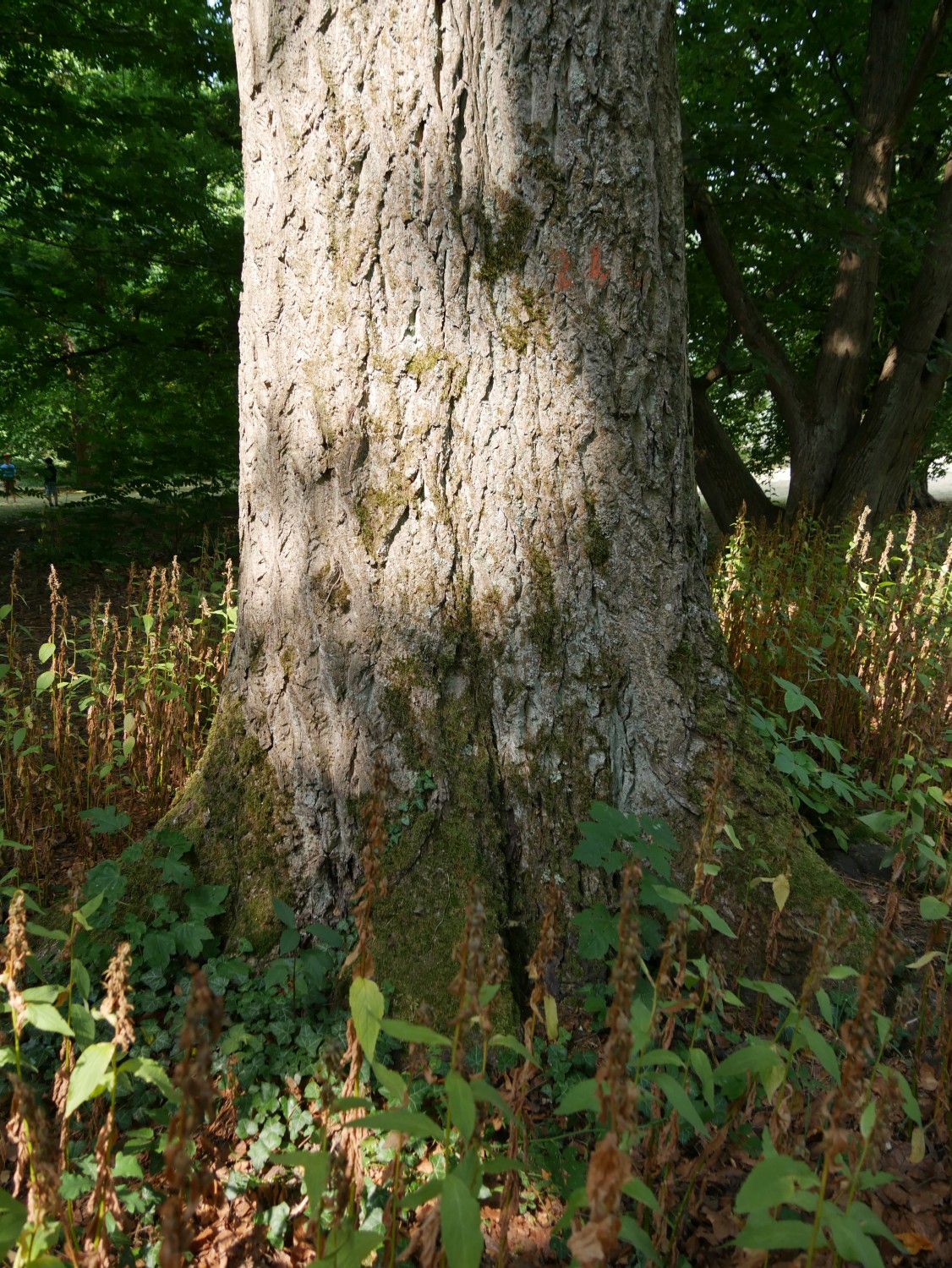Juglans × bixbyi - Marburg - 2020