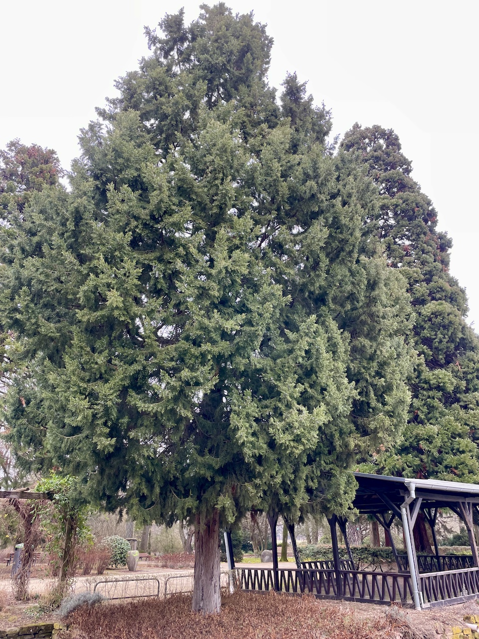 chinensis Juniperus var. chinensis