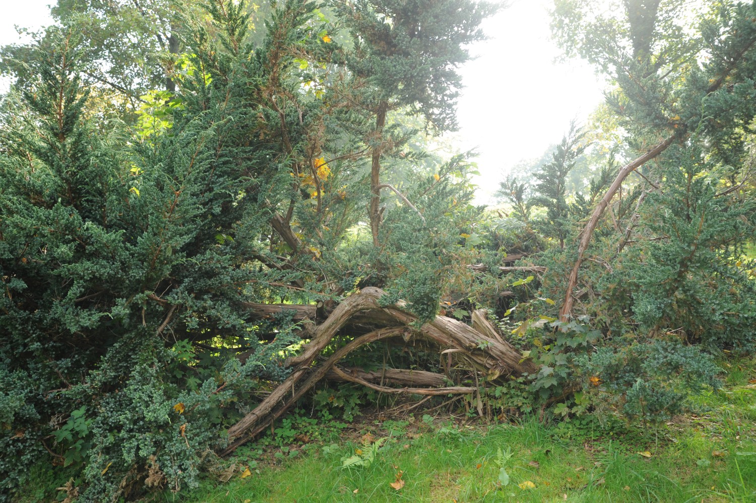 Juniperus squamata - Rothenburg/Oberlausitz - September 2014