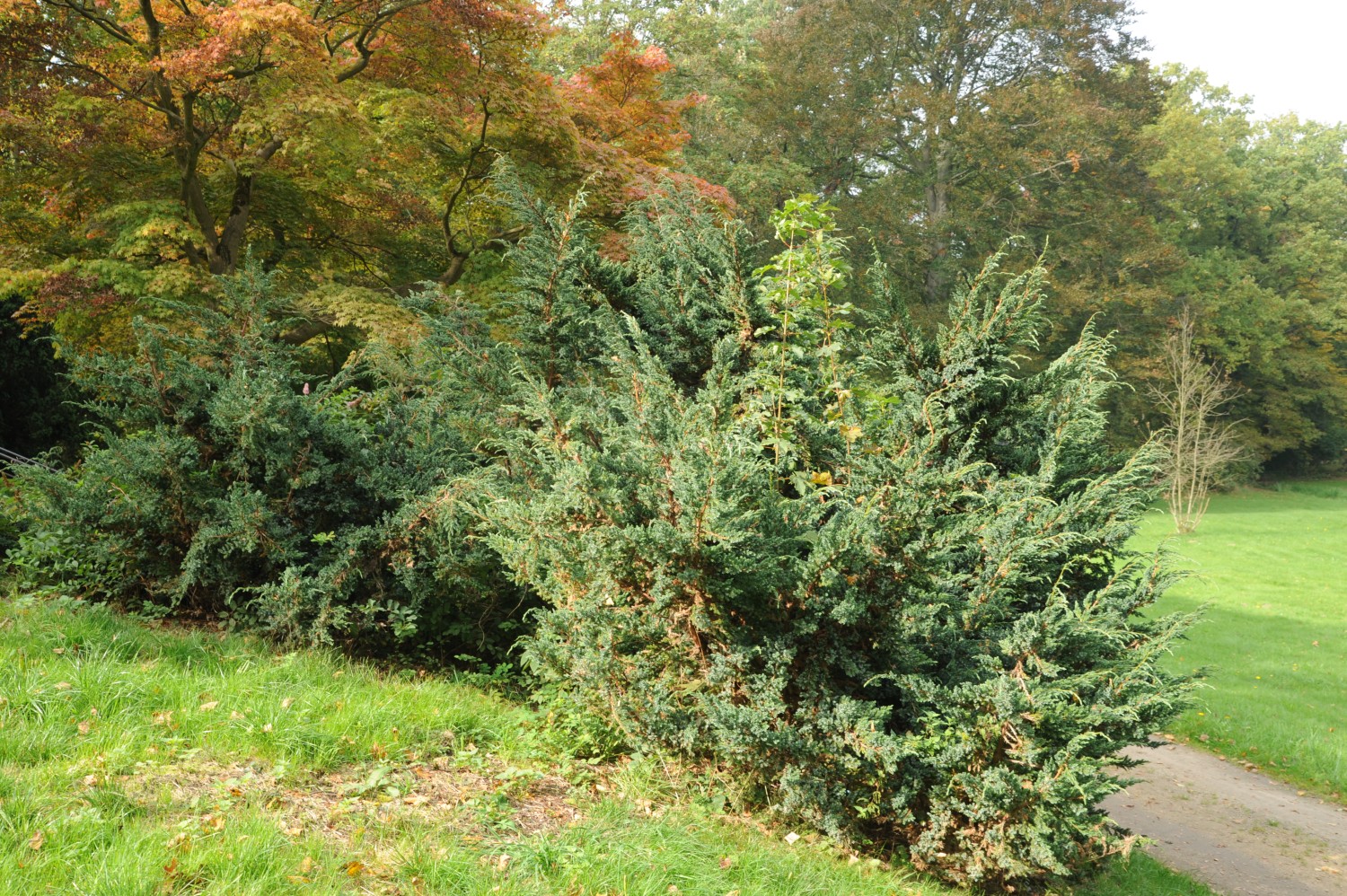 Juniperus squamata - Rothenburg/Oberlausitz - September 2014