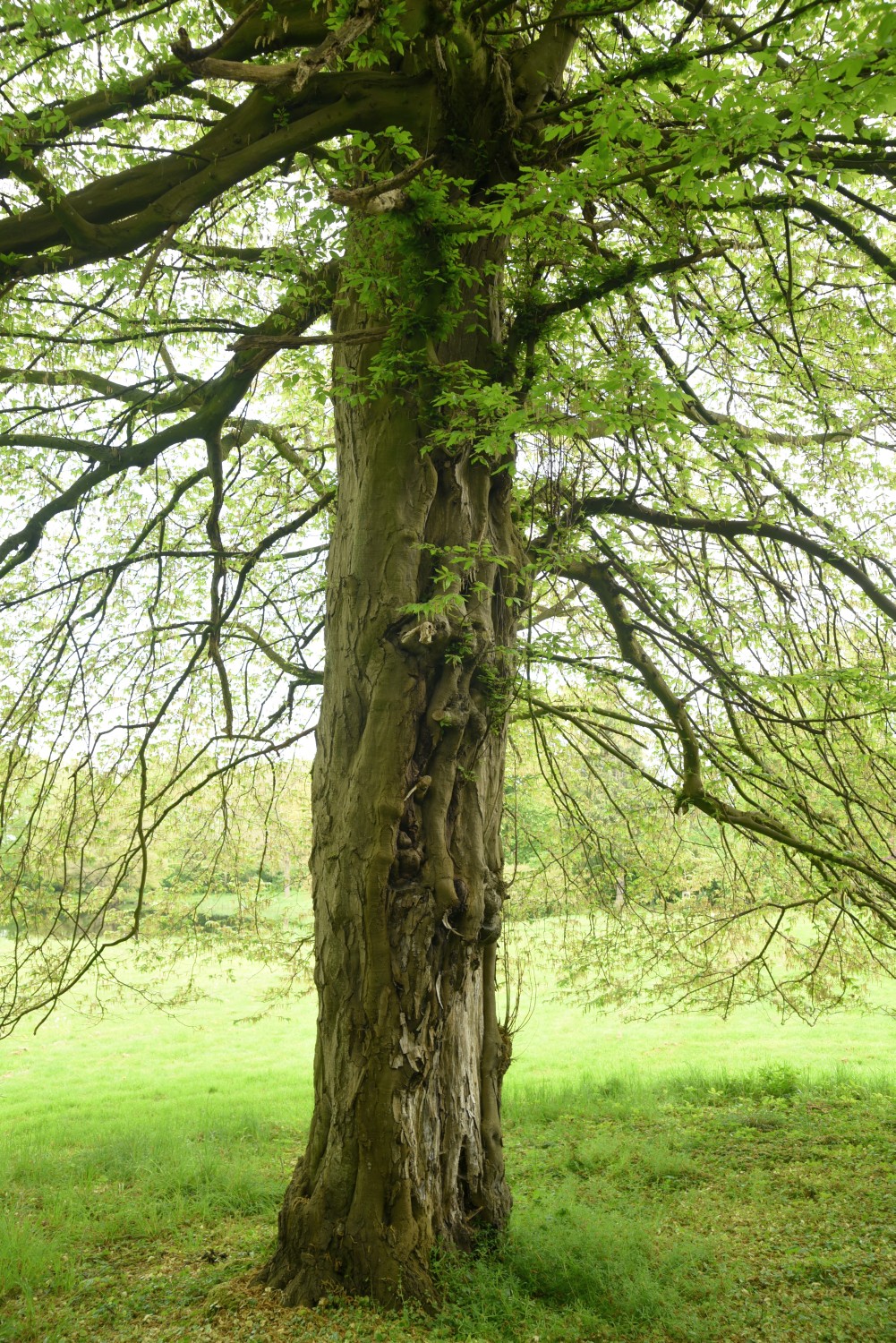 Carpinus betulus 'Quercifolia' - Losentitz - 2019