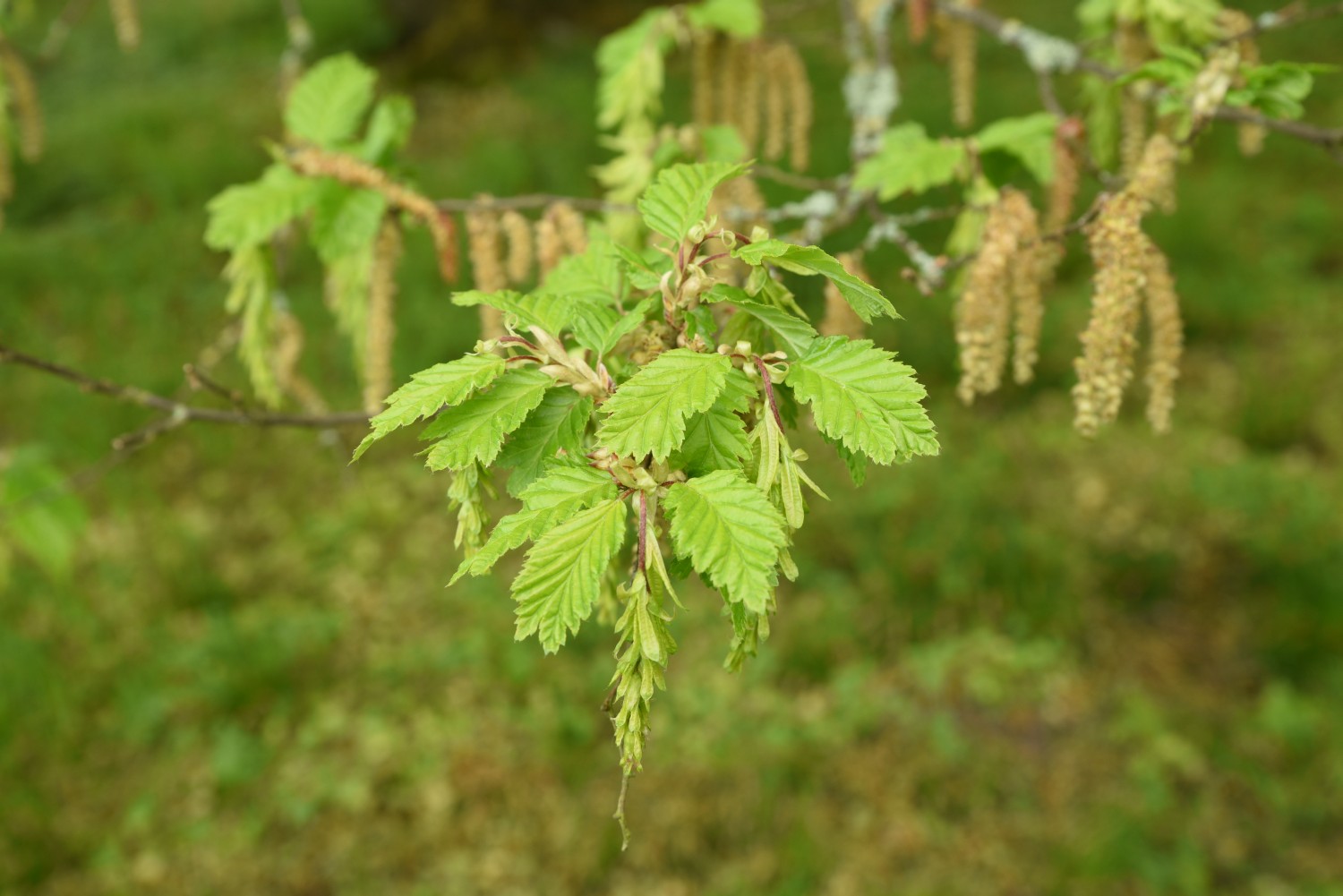 Carpinus betulus 'Quercifolia' - Losentitz - 2019