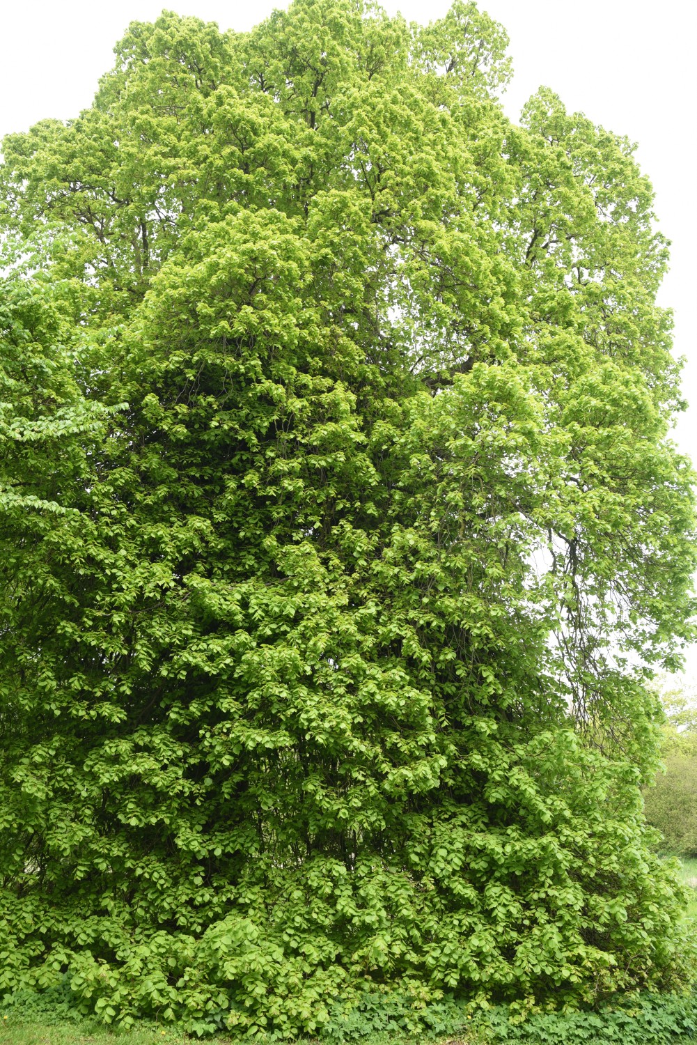 × euchlora Tilia