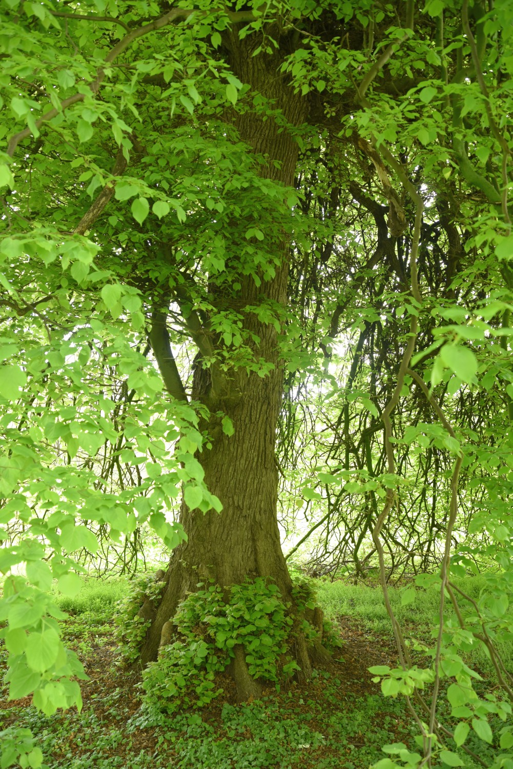 Tilia × euchlora- Losentitz - 2019