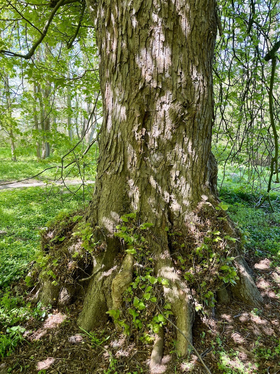 Tilia × euchlora- Losentitz - Mai 2023
