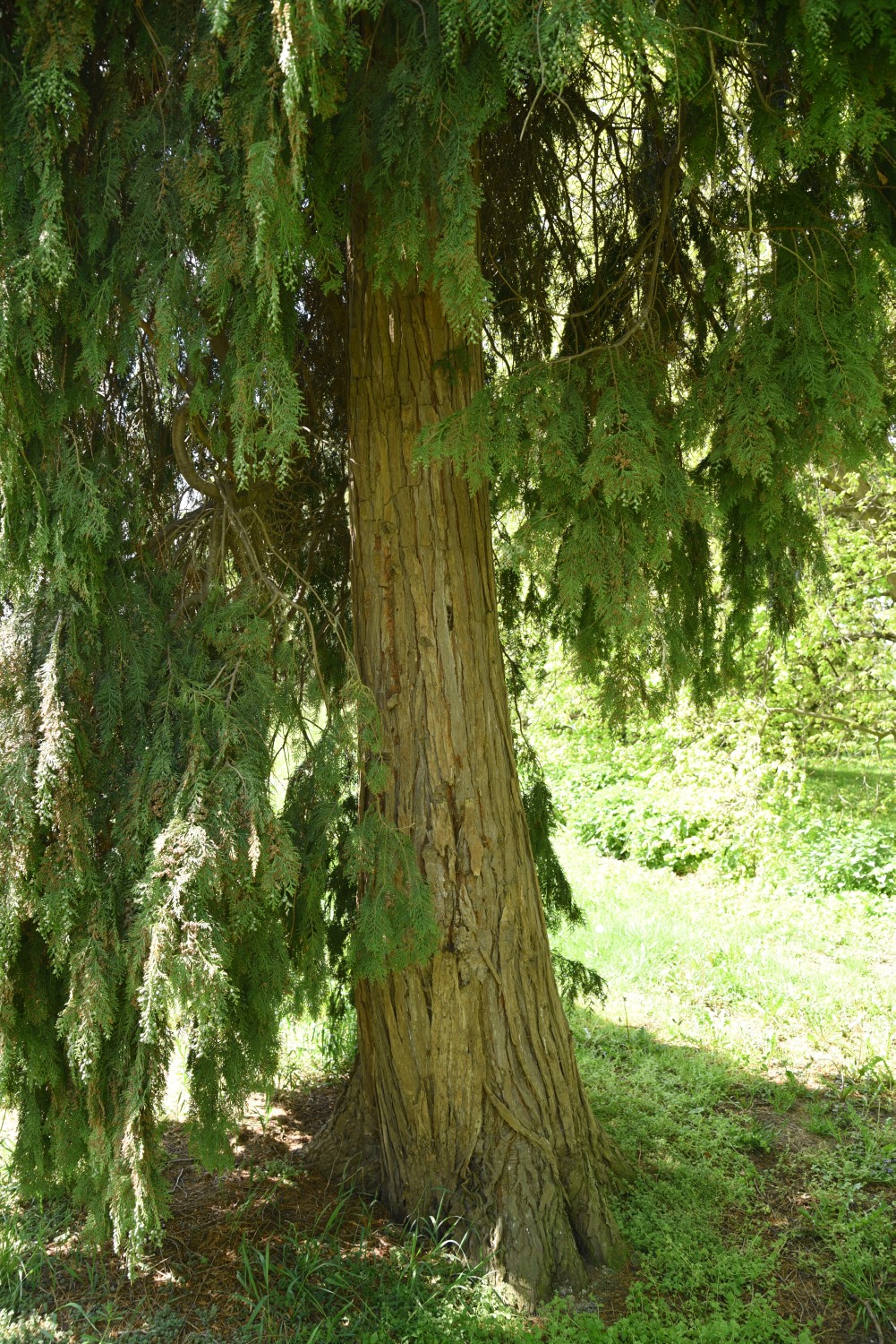 Chamaecyparis lawsoniana 'Pendula Vera' - Losentitz - 2019