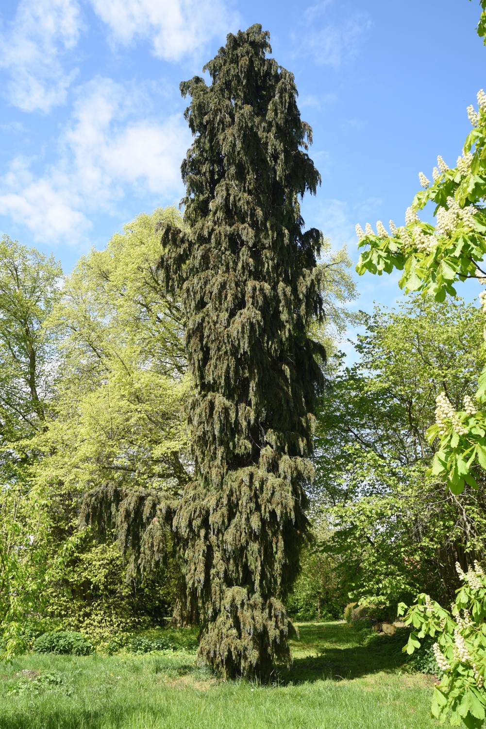 Chamaecyparis lawsoniana 'Pendula Vera' - Losentitz - 2019
