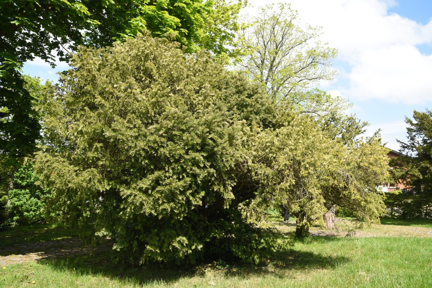 Cephalotaxus harringtonii var. drupacea